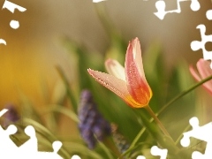 Tulipan, Czerwony, Trawa, Kwiat