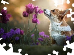 Tulipany, Bratki, Welsh corgi pembroke, Kwiaty, Pies