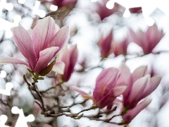 Gałęzie, Kwiaty, Magnolie, Bladoróżowe