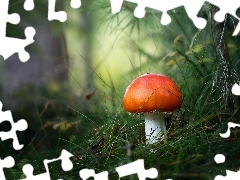 Grzyb, Trawa, Źdźbła, Muchomor