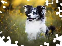 Żółte, Kwiaty, Border collie, Łąka, Pies