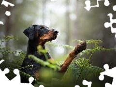 Pies, Paprocie, Las, Doberman