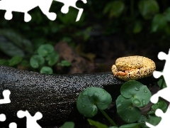 Zwinięty, Wąż, Liście, Żółty