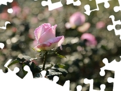 Różowa, Kropelki, Rosa, Róża