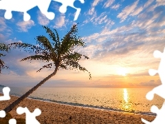 Plaża, Morze, Słońce, Palmy