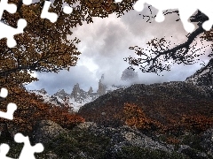 Park Narodowy Los Glaciares, Drzewa, Argentyna, Gałęzie, P