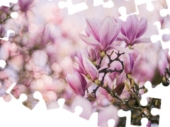 Bokeh, Kwiaty, Magnolia