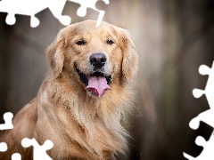 Pies, Uśmiech, Jęzor, Golden retriever