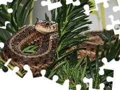 Gałązki, Wąż, Zaskroniec zwyczajny