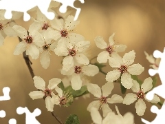 Pięciopłatkowe, Kwiaty, Drzewo owocowe, Białe
