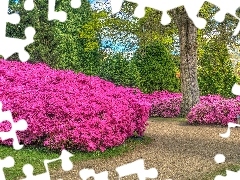 Krzewy, Alejka, Rododendrony, Drzewa, Park