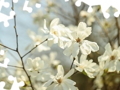 Kwiaty, Białe, Magnolie