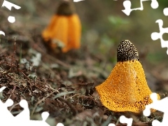 Phallus indusiatus, Sromotnik, Grzyb, Trujący, Żółty