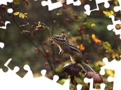 Pręgowiec, Grzyby, Gałązki, Chipmunk