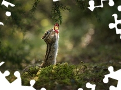 Gałązka, Światło, Chipmunk, Lampka naftowa, Pręgowiec