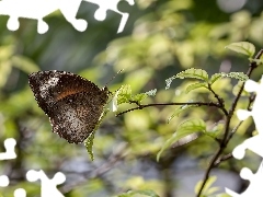 Brązowy, Gałązka, Liście, Motyl