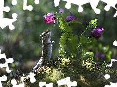 Liście, Fioletowe, Chipmunk, Światło, Pręgowiec, Kwiaty