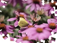 Motyl, Różowe, Jeżówki, Latolistek cytrynek