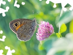 Koniczyna, Listki, Osadnik kostrzewiec, Kwiat, Motyl
