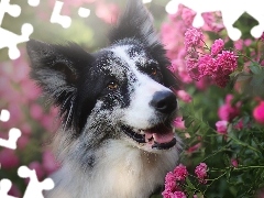 Kwiaty, Róże, Border collie, Różowe, Pies