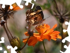 Kwiat, Motyl, Pomarańczowy