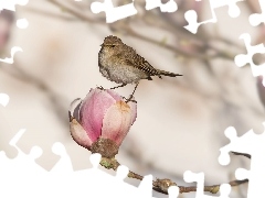 Ptak, Magnolia, Pąk, Kwiat