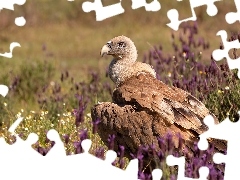 Ptak, Łąka, Kwiaty, Sęp