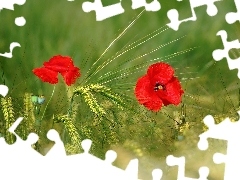 Zboże, Jęczmień, Maki, Kłosy, Czerwone
