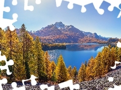 Drzewa, Dolina Engadyna, Szwajcaria, Jezioro Silsersee, Kanton Gryzonia, Jesień, Góry Alpy, Szczyt Piz da la Margna