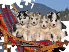 Husky, Leżak, Cztery, Szczeniaczki
