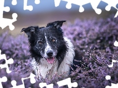 Pies, Border collie, Wrzosy, Czarno-biały