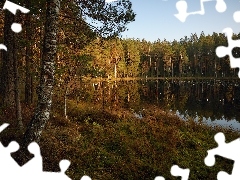 Jezioro, Las, Jesień, Drzewa