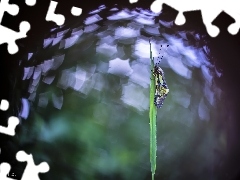 Zielone, Żółto-czarny, Trawa, Bokeh, Źdźbło, Owad