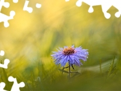 Rozmycie, Kwiat, Aster