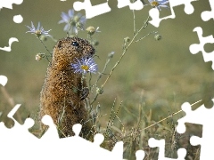 Kwiaty, Świstak, Niebieskie