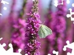 Motyl, Różowe, Kwiaty, Latolistek cytrynek