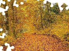 Liście, Roślinność, Jesień, Pożółkłe, Las