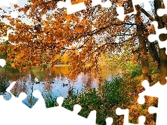 Drzewa, Staw, Pożółkłe, Kaczki, Jesień, Dęby, Liście