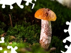 Grzyb, Mech, Zbliżenie, Koźlarz czerwony