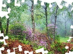 Różaneczniki, Las, Liście, Hrabstwo Derbyshire, Kwiaty, Lato, Brzozy, Anglia, Park Narodowy Peak District, Rododendrony