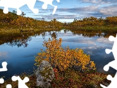 Krzew, Kamień, Jezioro, Drzewa, Jesień