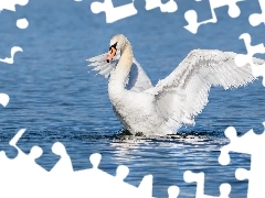 Łabędź, Biały, Skrzydła, Woda, Rozpostarte, Ptak