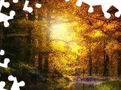Słońcem, Rzeka, Droga, Rozświetlone, Park, Drzewa, Jesie