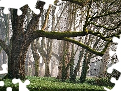 Drzewa, Poranek, Mgła, Las