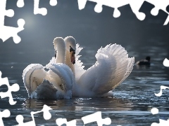 Dwa, Białe, Łabędzie, Ptaki