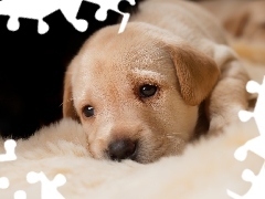 Pies, Golden retriever, Kocyk, Szczeniak