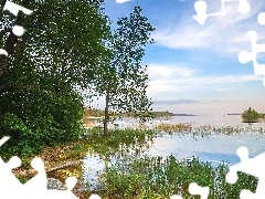 Trawy, Drzewa, Las, Jezioro