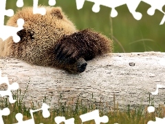 Niedźwiedź grizli, Konar, Śmieszne, Łąka