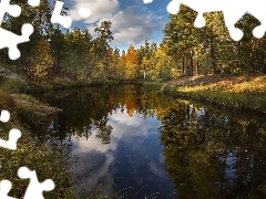 Drzewa, Las, Słoneczny, Dzień, Odbicie, Rzeka