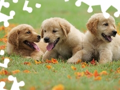 Trawa, Liście, Szczeniaki, Golden retriever, Trzy